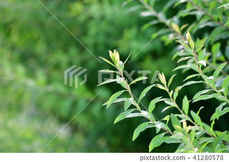 Photograph taken with a blurred background, including the tip area of a presumed branch of a willow tree 41280578