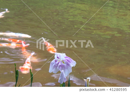 綾雨和錦鯉 41280595