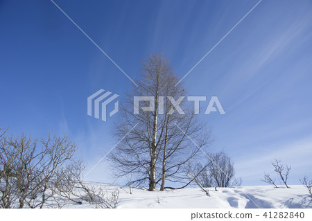 Snowscape and blue sky Finland Rovaniemi 41282840
