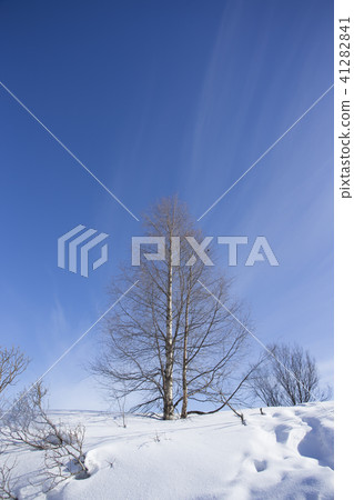 Snowscape and blue sky Finland Rovaniemi 41282841