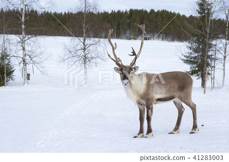 Finland Rovaniemi reindeer Finland Rovaniemi reindeer 41283003