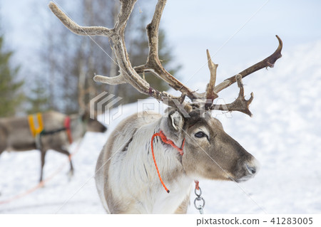 芬蘭羅瓦涅米馴鹿 41283005