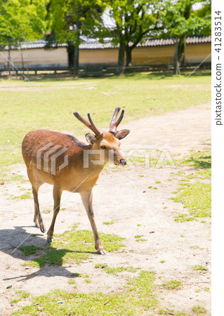 Deer in Nara Park 41283514