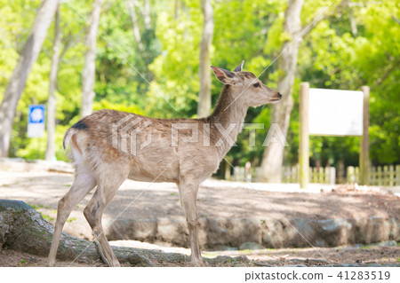 Deer in Nara Park 41283519