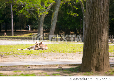 Deer sleeping at Nara Park Deer sleeping at Nara Park 41283520