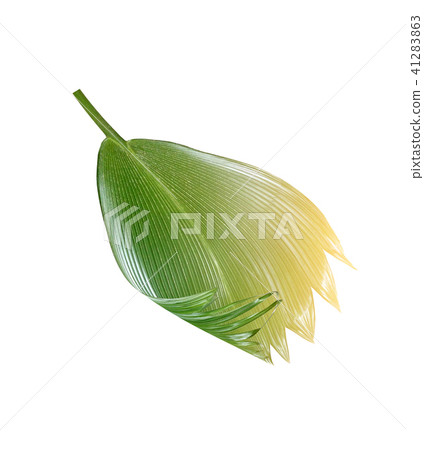 green palm leaf on white background green palm leaf on white background 41283863