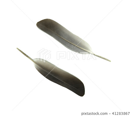 pattern leather on white background 41283867