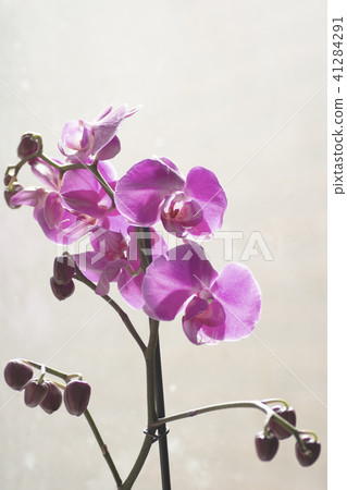 Phalaenopsis Pink white orchid flower in bloom Phalaenopsis Pink white orchid flower in bloom 41284291