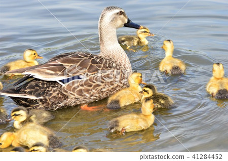 Karamigo parents walk in the pond Karamigo parents walk in the pond 41284452