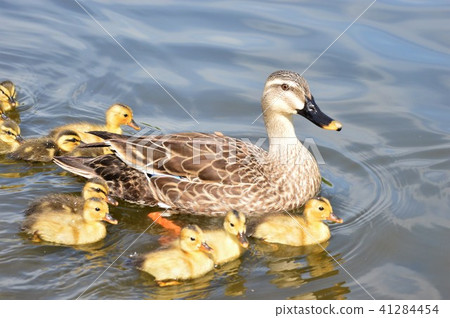 Karamigo parents walk in the pond 41284454