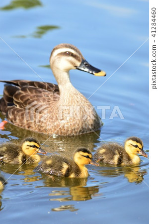 Karamigo parents walk in the pond Karamigo parents walk in the pond 41284460