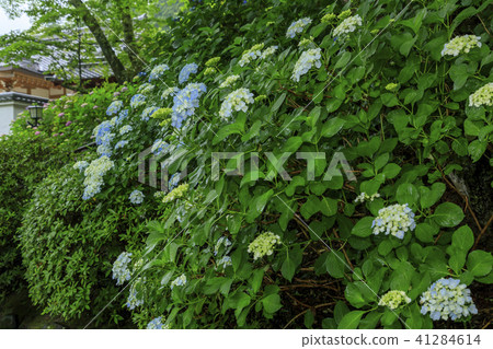 Hydrangea's hydrangea 41284614