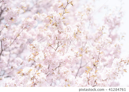 Ezo yamazakura in full bloom (high key) 41284761