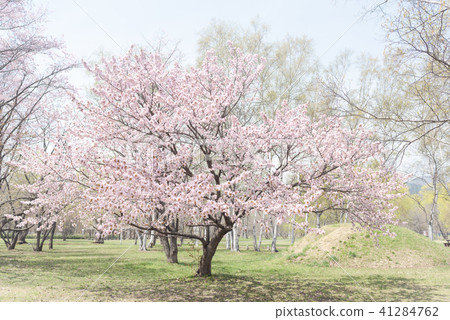 Ezo Yamazakura in full bloom (Ippoki) 41284762