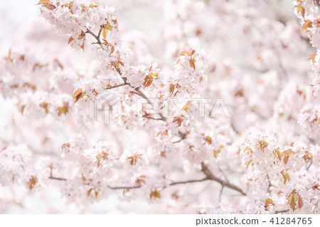 Ezo Yamazakura in full bloom (close to high key) 41284765