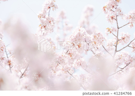 Ezo yamazakura in full bloom (high key) Ezo yamazakura in full bloom (high key) 41284766