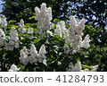 Lilac White 41284793