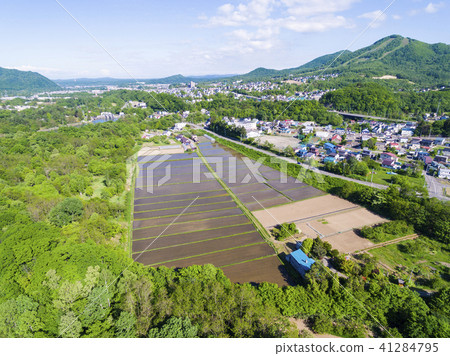 Spring rice field (aerial photograph) 41284795