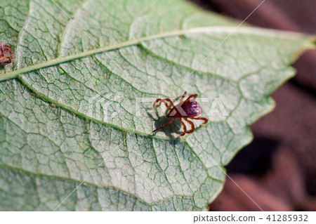 A dangerous parasite and infection carrier mite A dangerous parasite and infection carrier mite 41285932