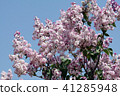 Lilac pink 41285948