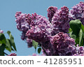 Lilac purple 41285951