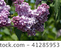 Lilac purple 41285953