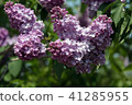 Lilac purple 41285955