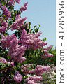 Lilac pink 41285956