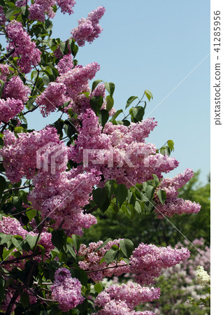 Lilac pink 41285956