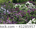 Lilac Distant view 41285957