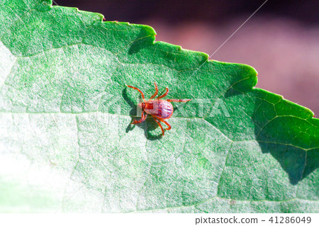 A dangerous parasite and infection carrier mite A dangerous parasite and infection carrier mite 41286049