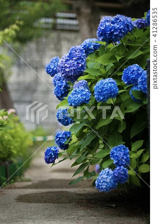 繡球 41286535