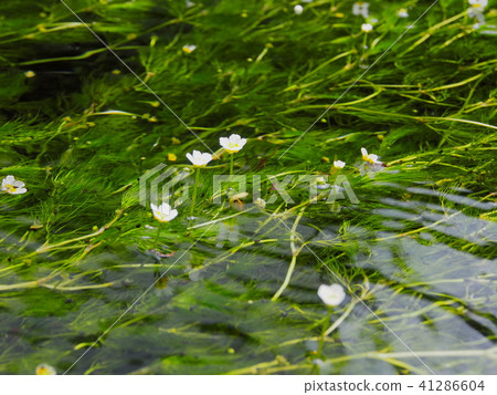 在Awake的Jizo河的梅花海藻 41286604