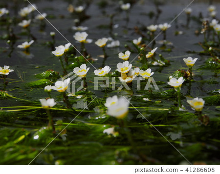 在Awake的Jizo河的梅花海藻 在Awake的Jizo河的梅花海藻 41286608
