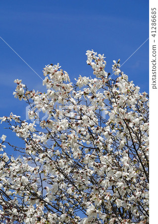 The early spring messenger Kitakobushi 41286685