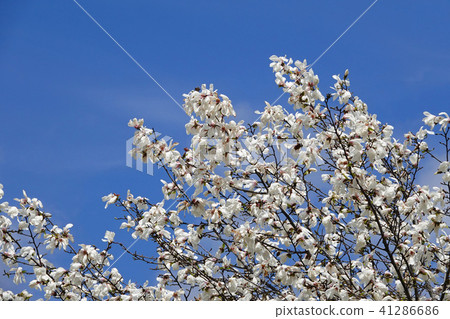 The early spring messenger Kitakobushi 41286686