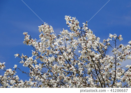 The early spring messenger Kitakobushi 41286687