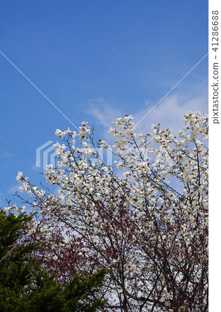 The early spring messenger Kitakobushi 41286688