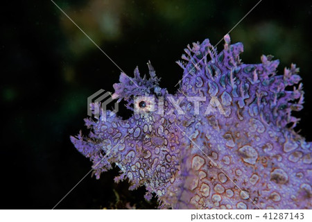 Bolo rockfish Bolo rockfish 41287143
