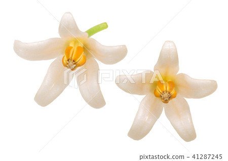 Tamarillo s. betaceum flowers 41287245