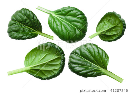 Tatsoi tatchoy lgreen leaves, paths Tatsoi tatchoy lgreen leaves, paths 41287246