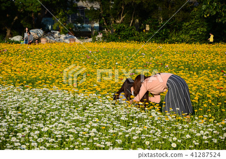 在百日菊花海中的女孩們 41287524