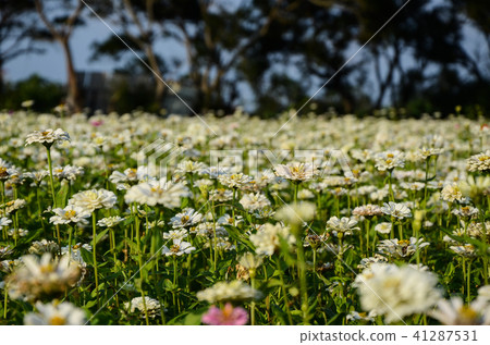 百日菊花，Besshi草（植物學院公報），火花（東北），Uo Fish Chrysanthemum（廣州），Nodal Height（上海），Road Climb（北京） 41287531