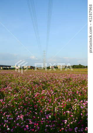 Daiwa Chrysanthemum, Fall River Chrysanthemum, Akihide, Fall Sakura, Daisuke Chrysanthemum, Five Plums, Ideas 41287968