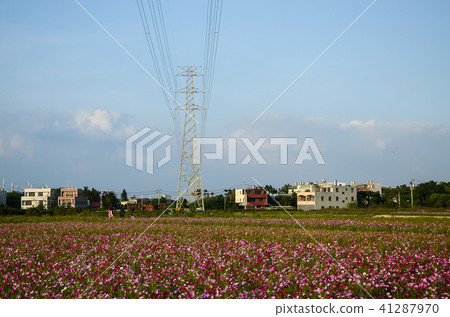 Daiwa Chrysanthemum，Fall River Chrysanthemum，Akihide，秋天櫻花，Daisuke Chrysanthemum，五李子，想法 41287970