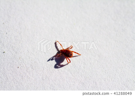 A dangerous parasite and infection carrier mite 41288049