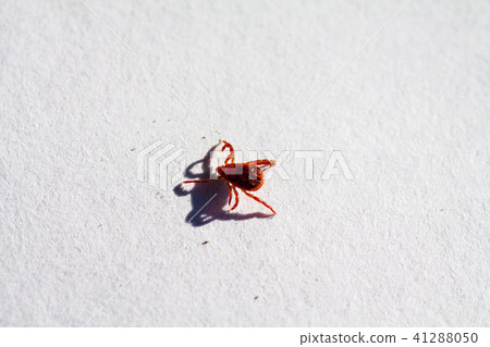 A dangerous parasite and infection carrier mite 41288050