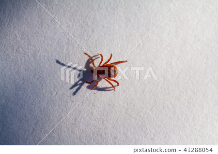 A dangerous parasite and infection carrier mite A dangerous parasite and infection carrier mite 41288054