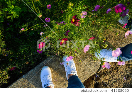 情侶,波斯菊花海,鞋子,旅遊 41288060