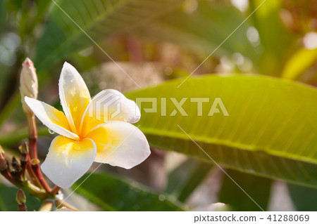 Plumeria flowers are white and yellow blooming Plumeria flowers are white and yellow blooming 41288069